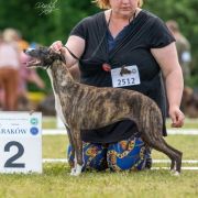 ELEGANT ENIGMA Impuls i Splendor