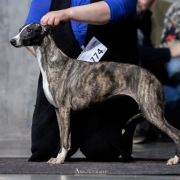 ELEGANT ENIGMA Impuls i Splendor