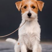 ELENA Cookie Land FCI 