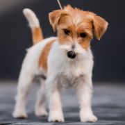 ELENA Cookie Land FCI 