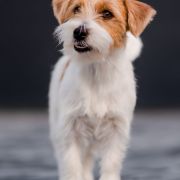 ELENA Cookie Land FCI 