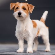 ELENA Cookie Land FCI 