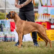 Elisabeth Boxer My Dream