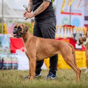 Elisabeth Boxer My Dream