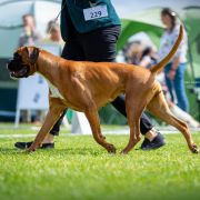 Elisabeth Boxer My Dream