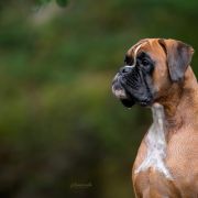 Elisabeth Boxer My Dream