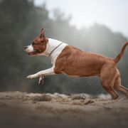 ELLIS Depeche Canis 3