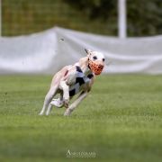 ELWE-SINGOLLO Paka Czworaka