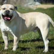 EMBAT R.J.Osanna FCI