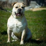 EMBAT R.J.Osanna FCI 2