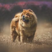 EMMA Bytomska Sfora 2