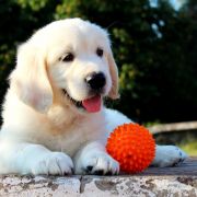 ENERGY ENIGMA OLA DE ORO