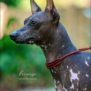 ENIGMA Margarejro FCI