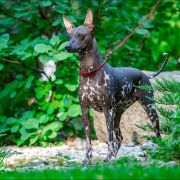 ENIGMA Margarejro FCI