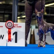 ENIGMA Margarejro FCI