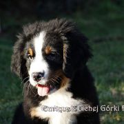  Enrique Z Cichej Górki 3