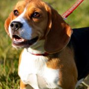 ERIS ELAN z Negraland (FCI)