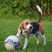 ERIS ELAN z Negraland (FCI)