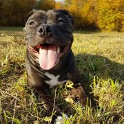 ESSENCYA Wild Smile FCI 2