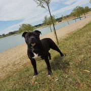 ESSENCYA Wild Smile FCI 3