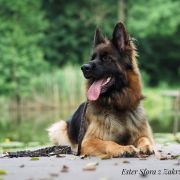 Ester Sfora z Zakrzewa 