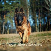 Ester Sfora z Zakrzewa 2