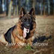 Ester Sfora z Zakrzewa 3