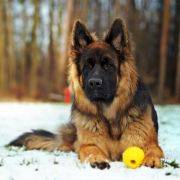 Ester Sfora z Zakrzewa 4