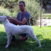 JChPL-MD-MK ChPL ChMD ChMK ChSRB GrandChMD ESTO SOLO Blanco Lobos De L