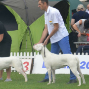 JChPL-MD-MK ChPL ChMD ChMK ChSRB GrandChMD ESTO SOLO Blanco Lobos De L