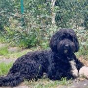 Estrella Perros del Mar