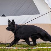 ETNA vom Edlen Wolf FCI 