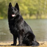 ETNA vom Edlen Wolf FCI 