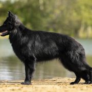 ETNA vom Edlen Wolf FCI 