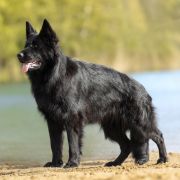 ETNA vom Edlen Wolf FCI 