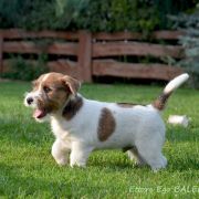 Ettore Ego Baleff Gun 3