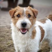 Ettore Ego Baleff Gun 4