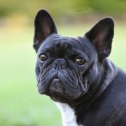 EURO WENDY Extrawitek friends