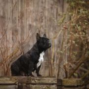 EURO WENDY Extrawitek friends