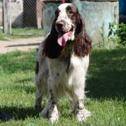 Everything's Not Lost Avendesora Poland 2