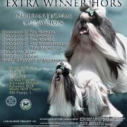 Int.Ch ,Multi Ch EXTRA WINNER HORS 2