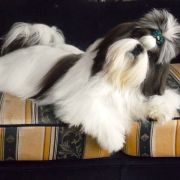 Int.Ch ,Multi Ch EXTRA WINNER HORS 3