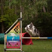 EXTRAORDINARY JEDI SHEPHERD 