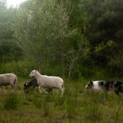 EXTRAORDINARY JEDI SHEPHERD 