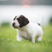 F