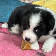 F' MOONLIGHT Borderowe Roztocze