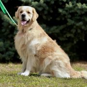 Mister skywalker forward Ukraine