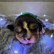 MAGIC STAR Drużyna Uszatych