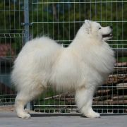 Smiling Miracle FAMOUS IDOL