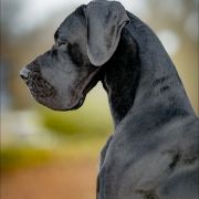 RUBEN Perseidy Kasjopei FCI